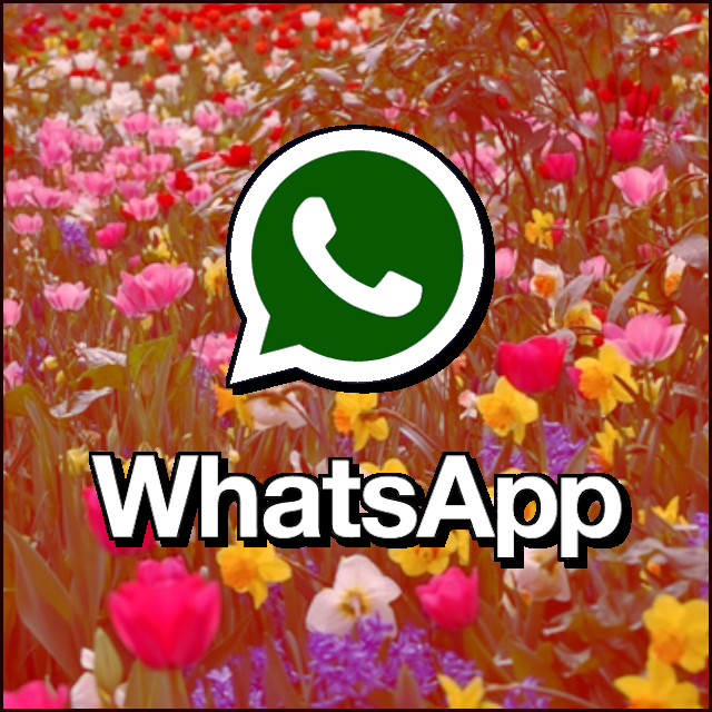 WhatsApp (Flores)